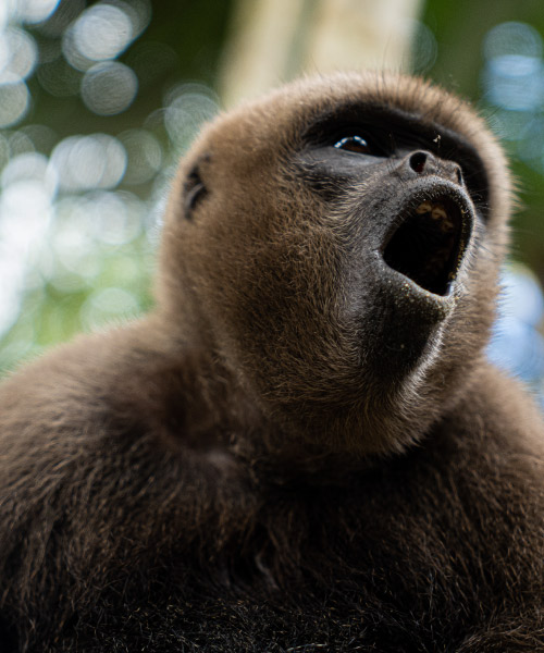 Primer plano de un mono aullador marrón abriendo la boca en el bosque húmedo del Amazonas