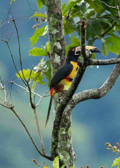 Tucán, de color negro, amarillo y naranja, que está sobre la rama de un árbol, el cual tiene hojas de color verde, en un lugar que está considerado como uno de los mejores planes de turismo de naturaleza de Compensar
